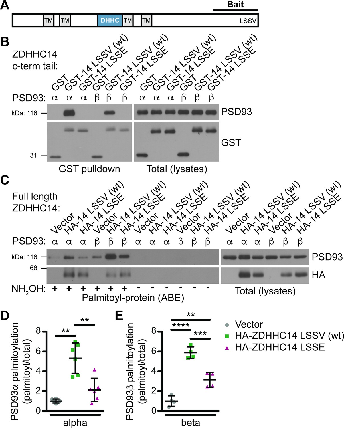 The palmitoyl acyltransferase ZDHHC14 controls Kv1-family 