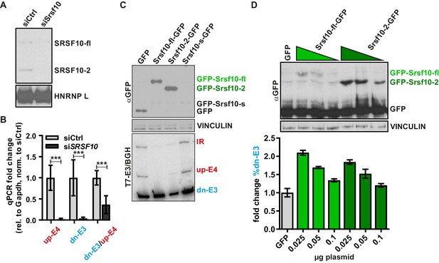 Sox10 Autoregulates Its Own Expression At Least Partly Through The U3