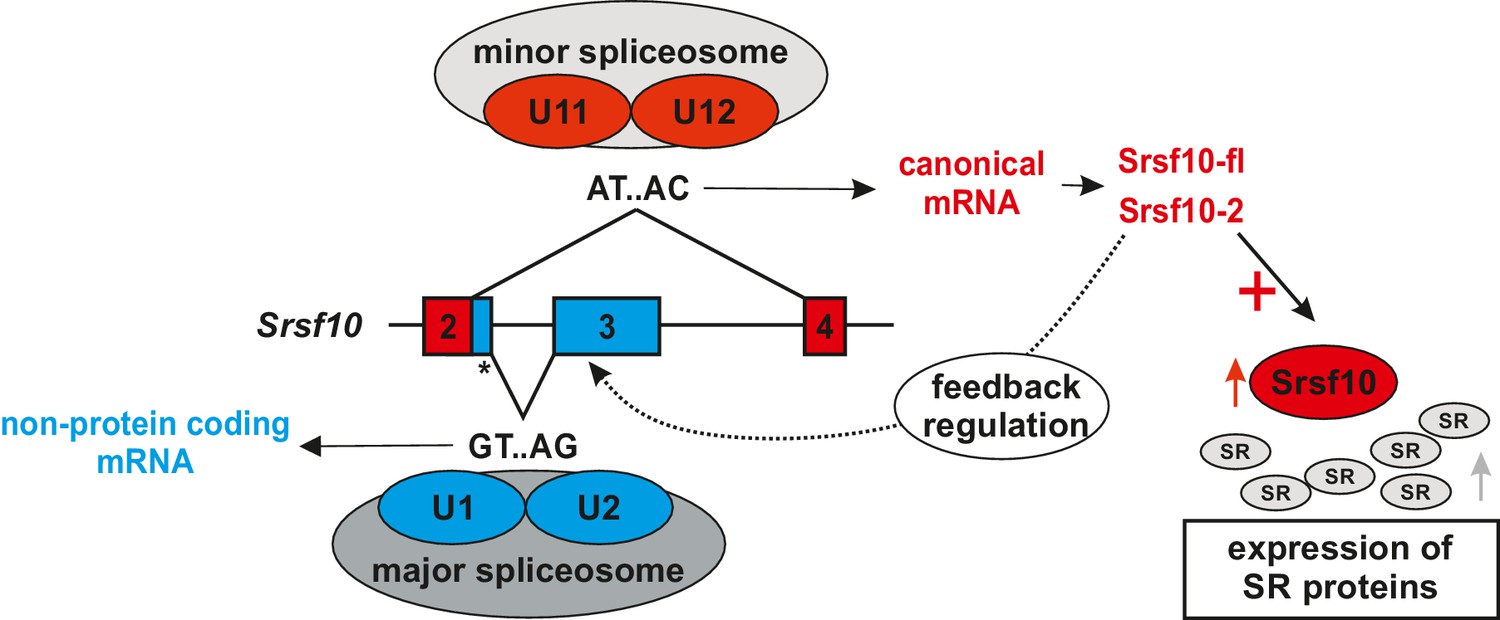 Figures And Data In Srsf10 And The Minor Spliceosome Control Tissue Specific And Dynamic Sr 1757