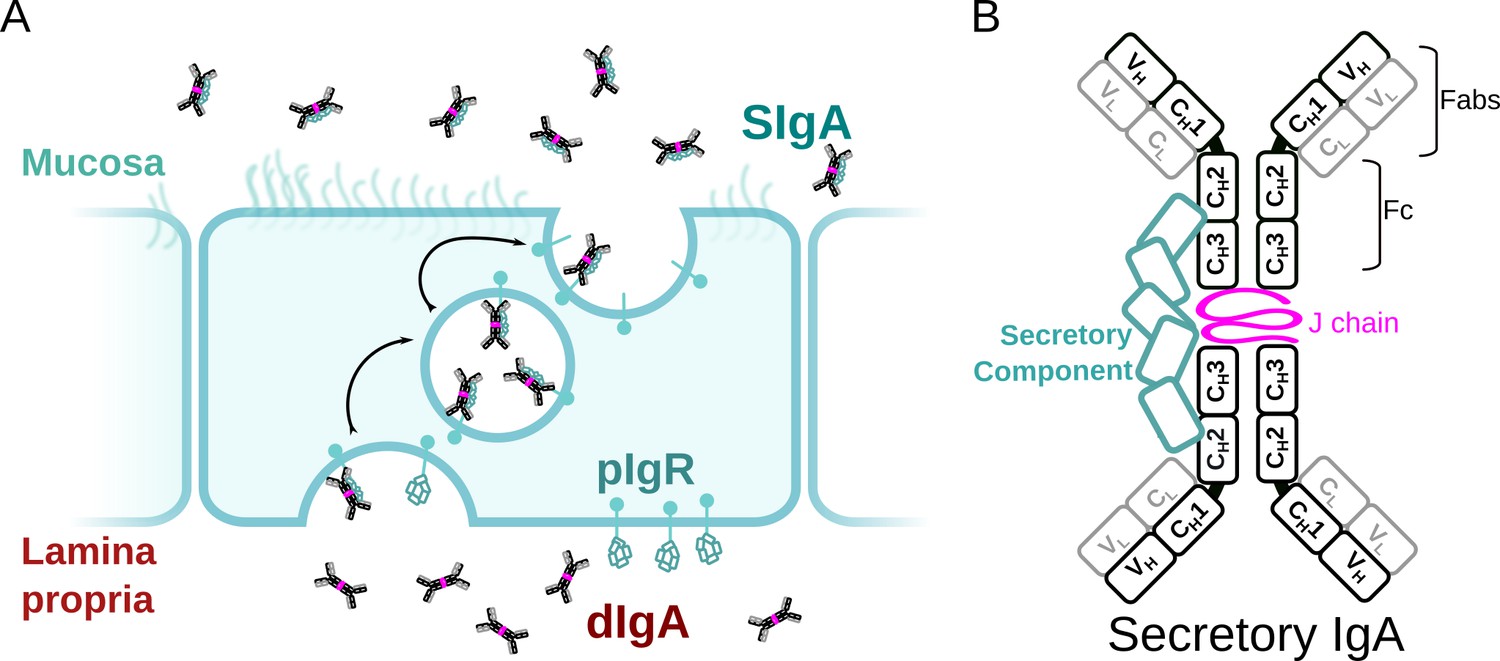 The Structures Of Secretory And Dimeric Immunoglobulin A | ELife