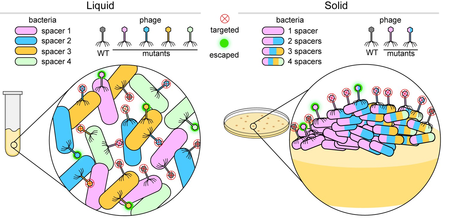 bacterial-immunity-an-adaptable-defense-elife