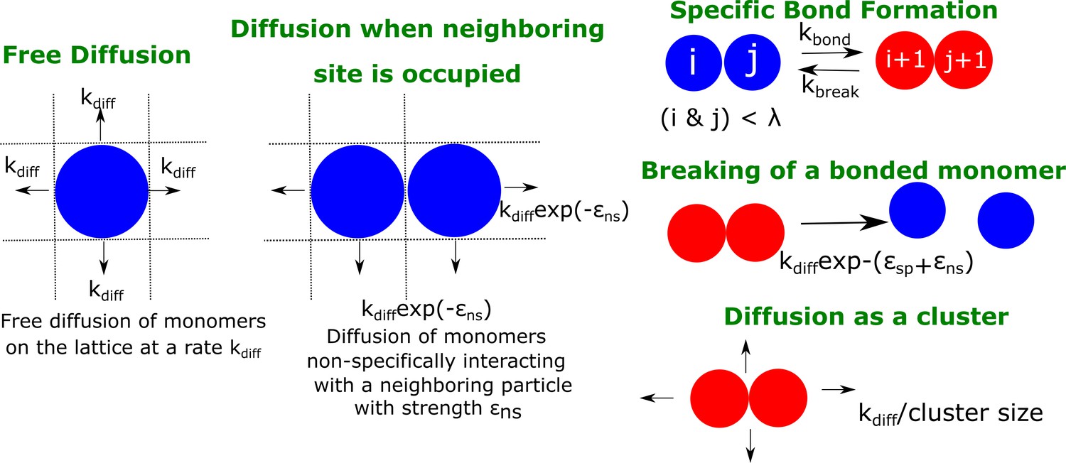 Dynamic metastable long-living droplets formed by sticker-spacer ...