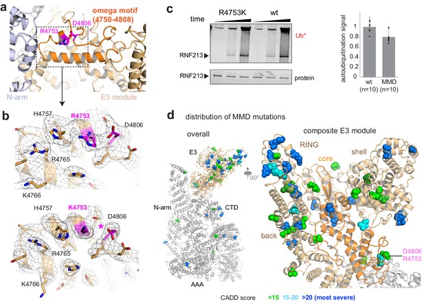 Figures and data in Moyamoya disease factor RNF213 is a giant E3 ligase ...