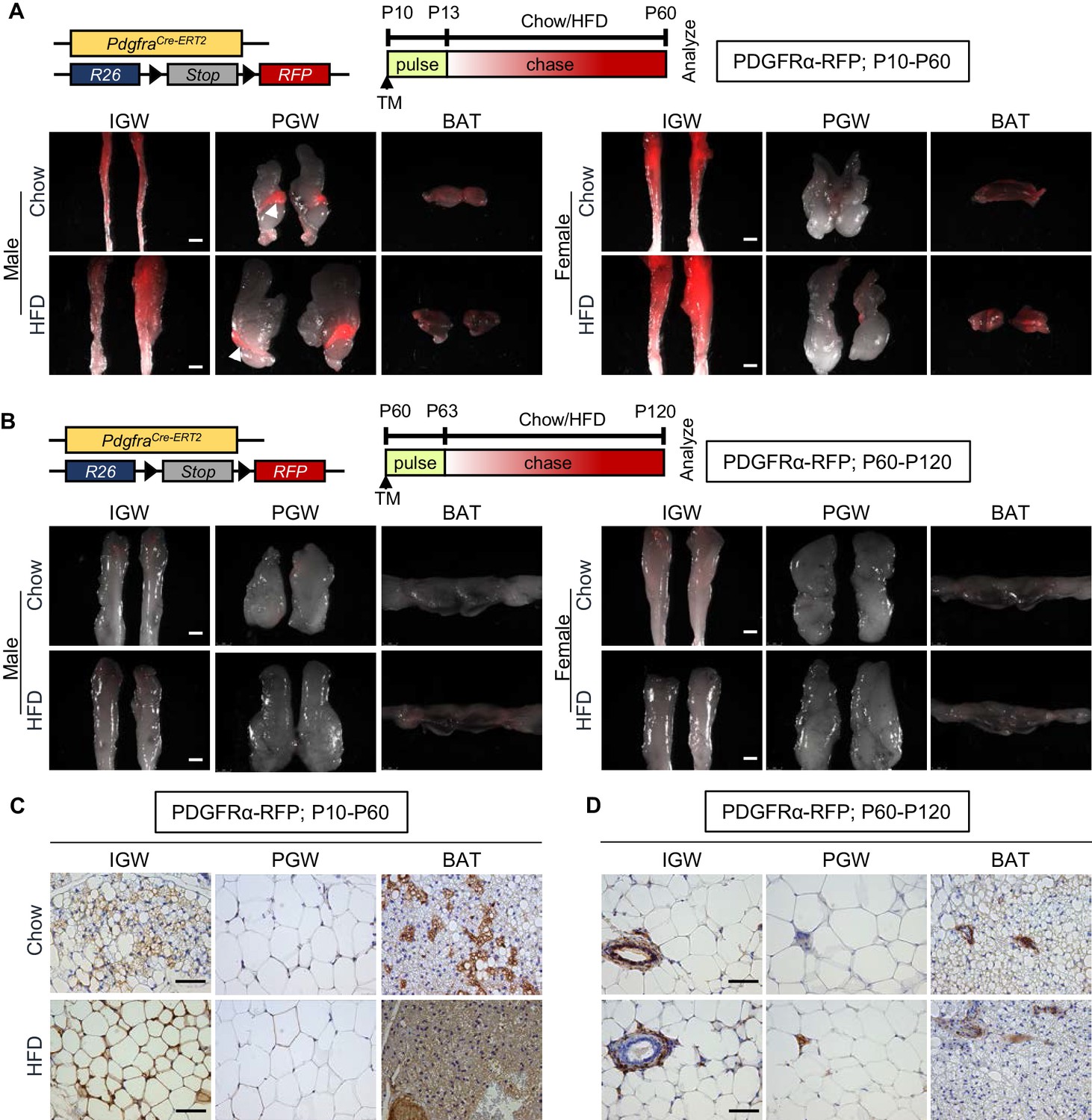 Dynamic control of adipose tissue development and adult tissue