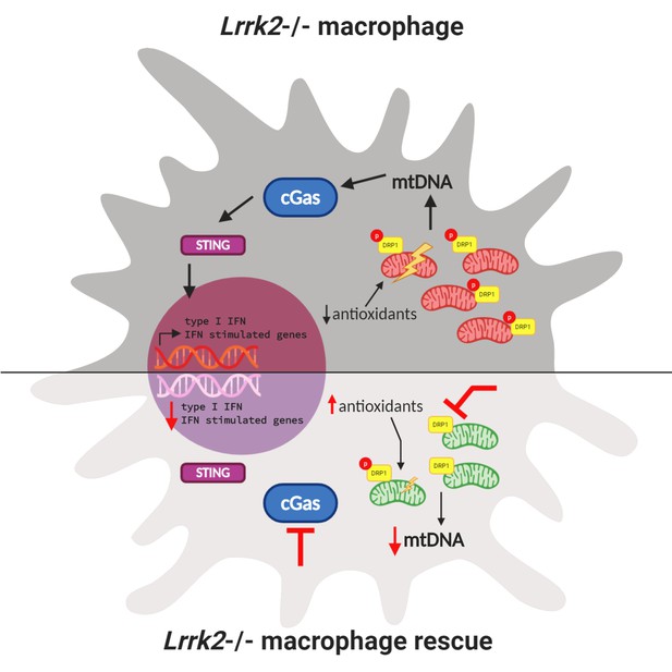 Parkinson’s Disease Linking Mitochondria To The Immune Response Elife