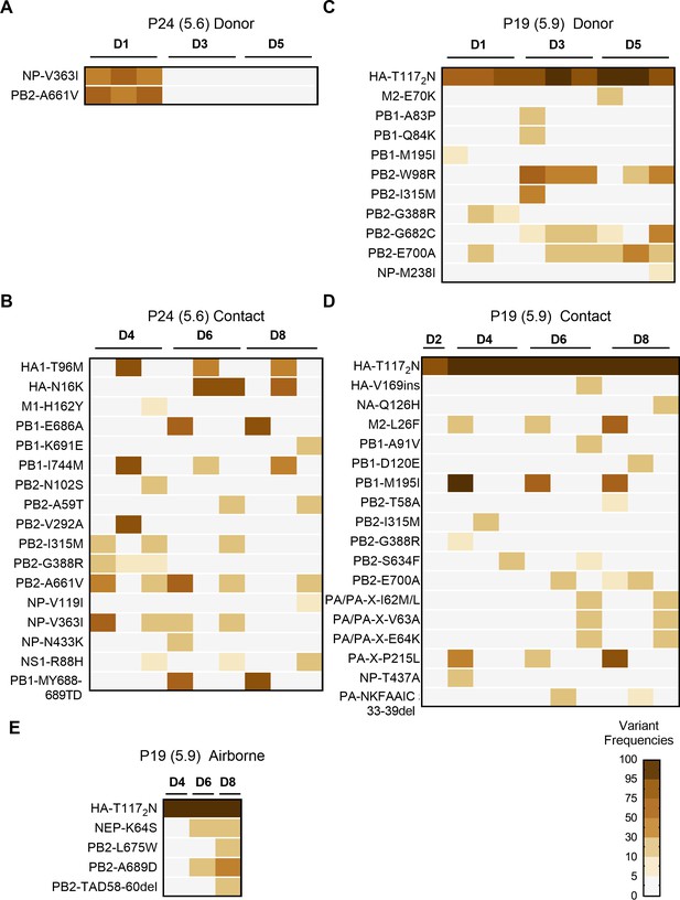 Figures and data in HA stabilization promotes replication and ...