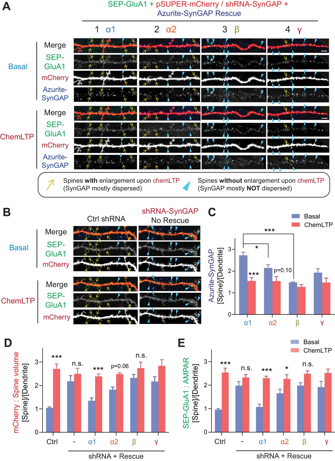 Figures And Data In SynGAP Isoforms Differentially Regulate Synaptic