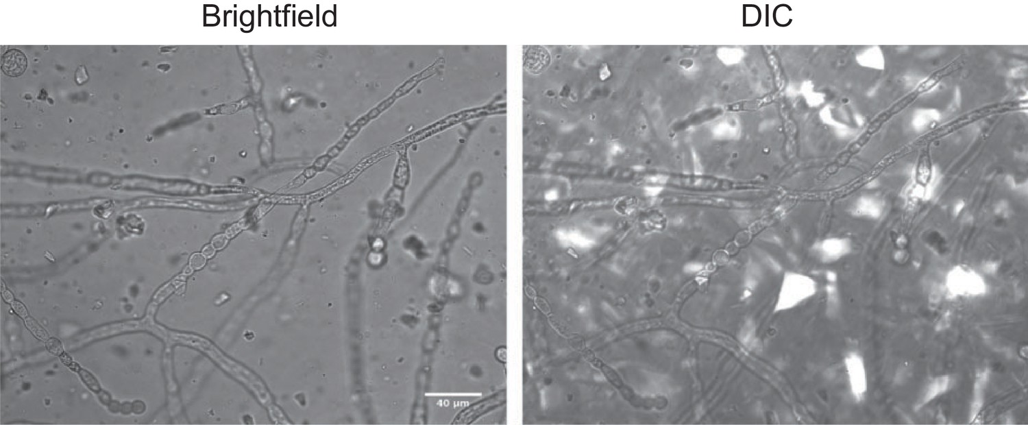 Figures and data in Transparent soil microcosms for live-cell imaging ...