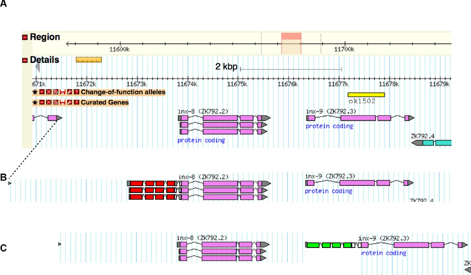 Stem cell niche exit in C. elegans via orientation and segregation 