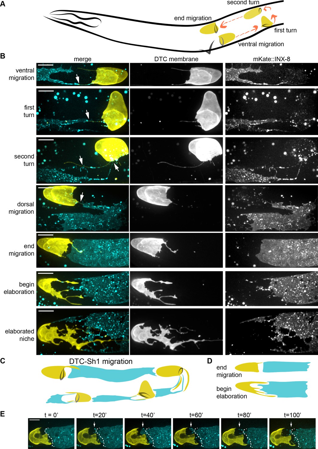 Stem cell niche exit in C. elegans via orientation and segregation 
