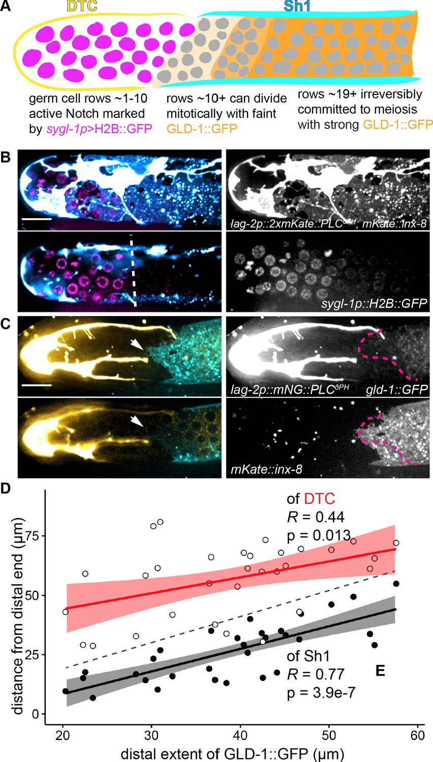 Stem cell niche exit in C. elegans via orientation and