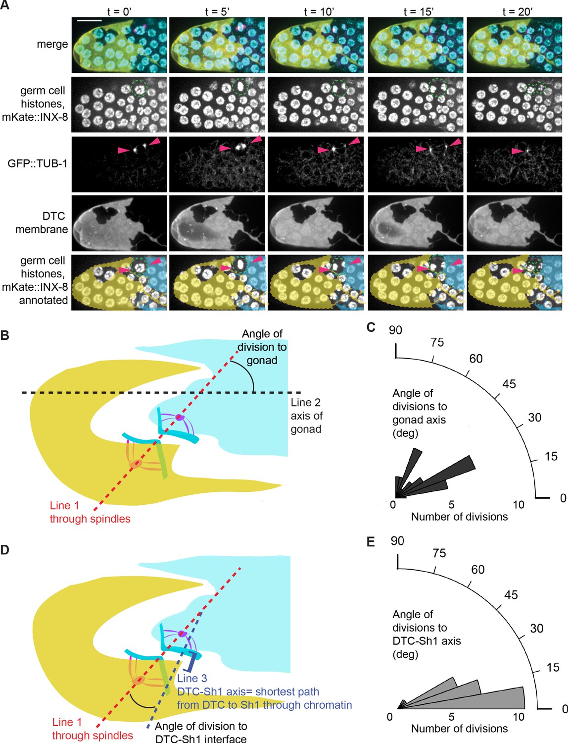 Stem cell niche exit in C. elegans via orientation and segregation 