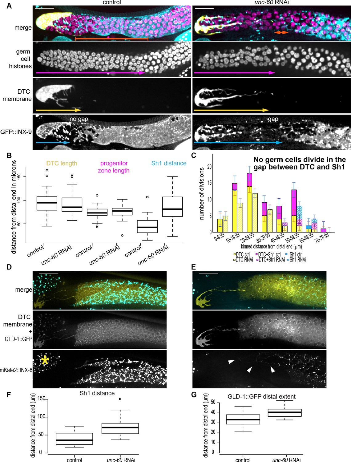 Stem cell niche exit in C. elegans via orientation and