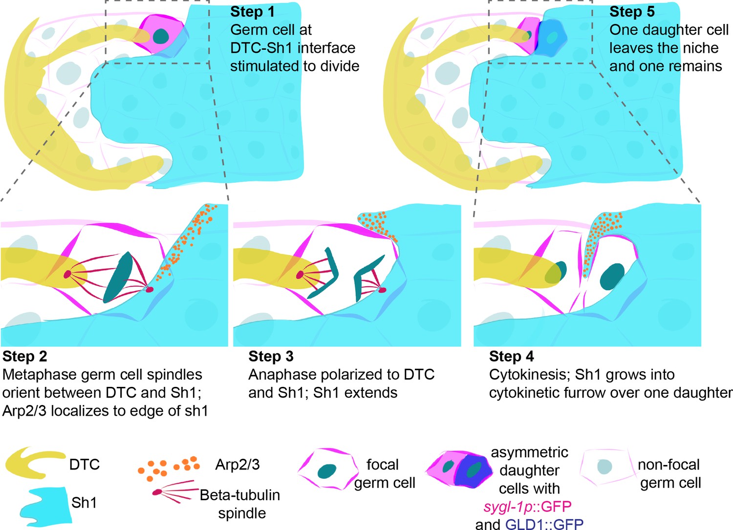 Stem cell niche exit in C. elegans via orientation and segregation 