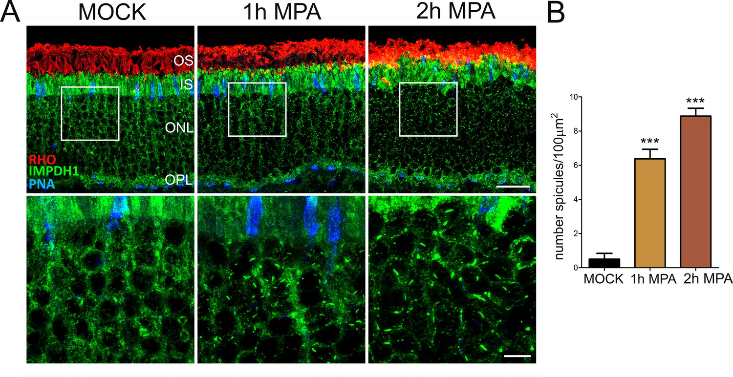 Figures and data in Post-translational regulation of retinal IMPDH1 in ...