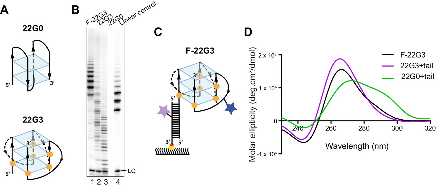 A mechanism for the extension and unfolding of parallel A mechanism for the extension and unfolding of parallel