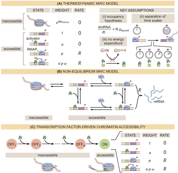 Figures And Data In Quantitative Dissection Of Transcription In ...