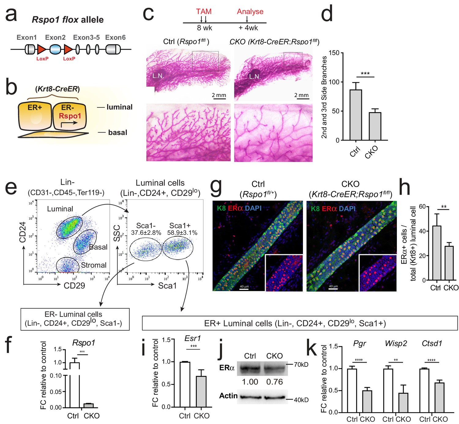 A novel function of R-spondin1 in regulating estrogen