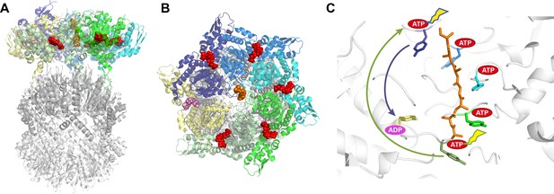 Protein Unfolding: Same structure, different mechanisms? | eLife