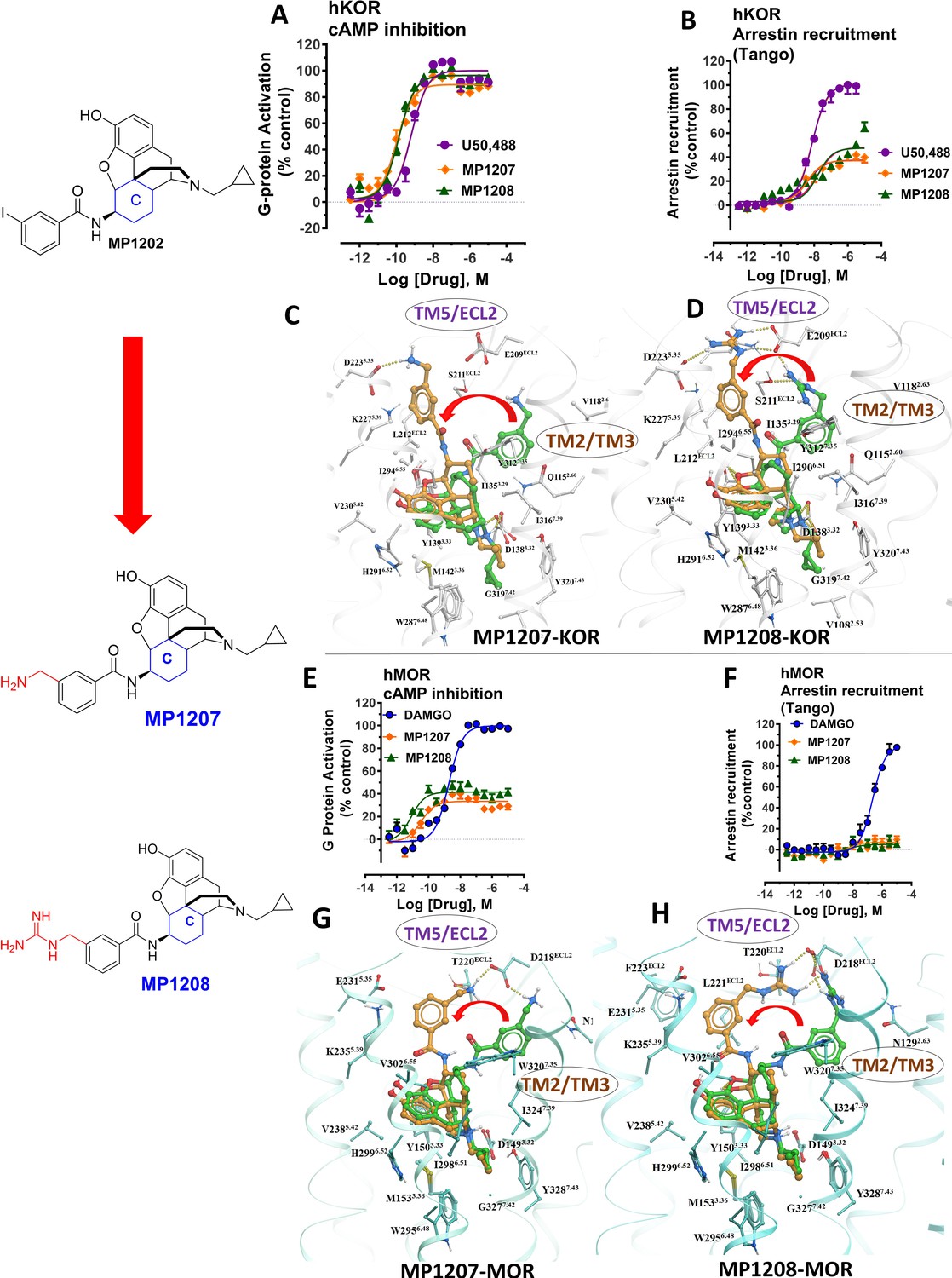 Controlling Opioid Receptor Functional Selectivity By Targeting Distinct Subpockets Of The Orthosteric Site Elife