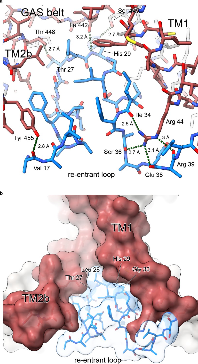 The His-Gly motif of acid-sensing ion channels resides in a