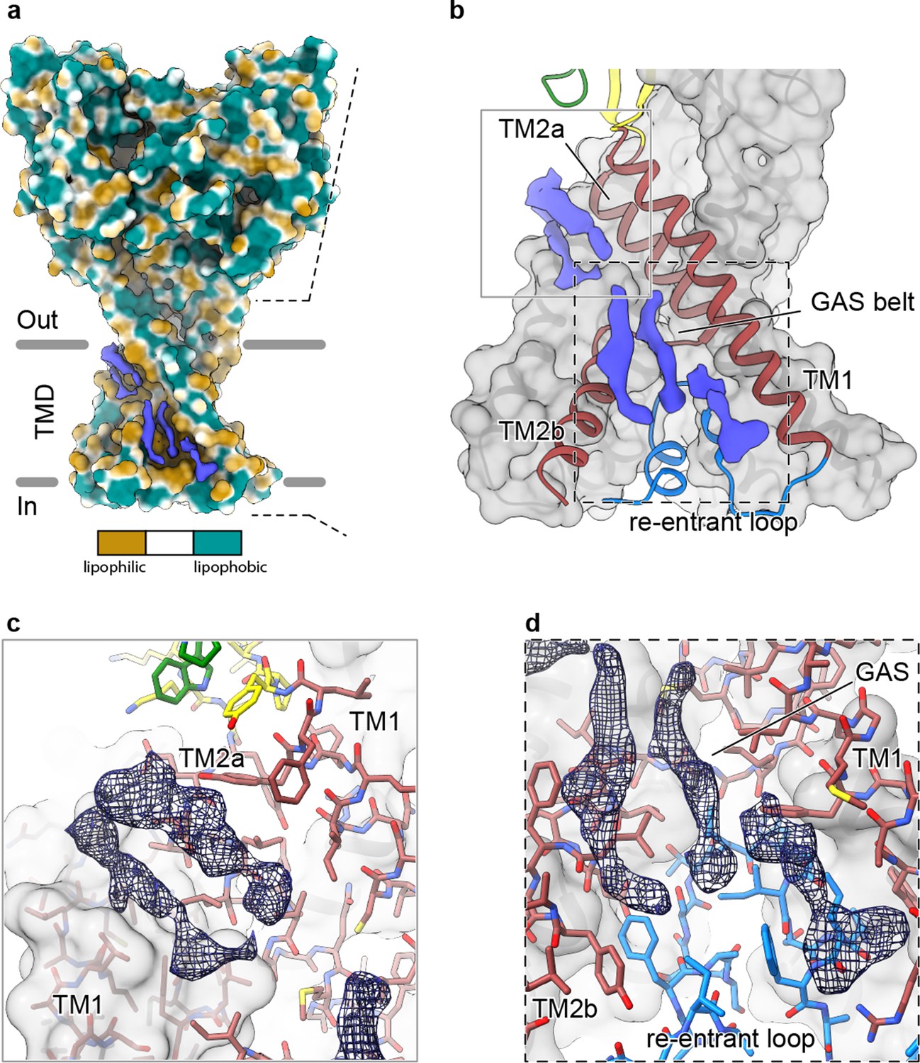 The His-Gly motif of acid-sensing ion channels resides in a