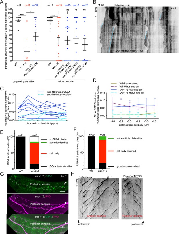 Figures and data in Growth cone-localized microtubule organizing center ...