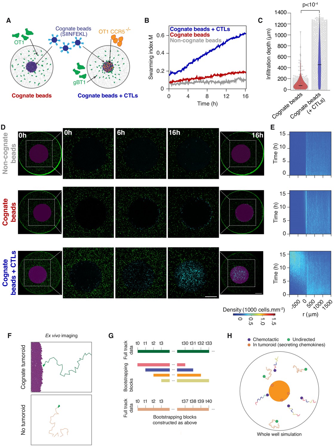 Figures and data in Cytotoxic T cells swarm by homotypic chemokine ...