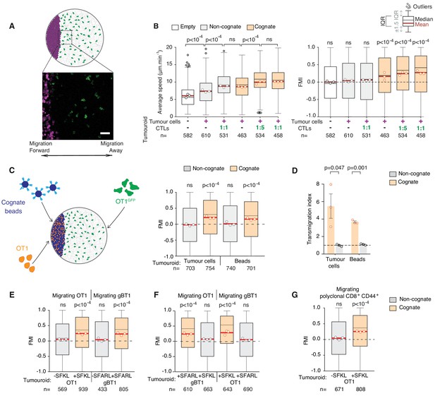 Figures and data in Cytotoxic T cells swarm by homotypic chemokine ...