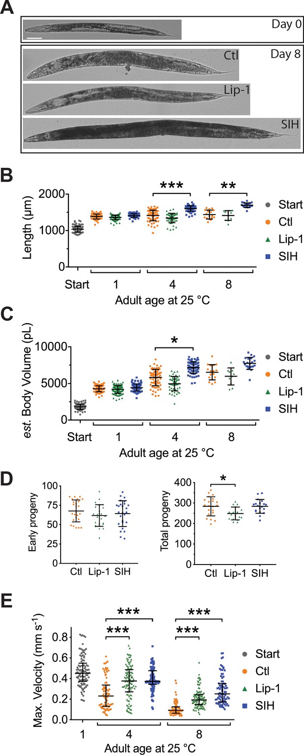 Changes in ferrous iron and glutathione promote ferroptosis and frailty ...