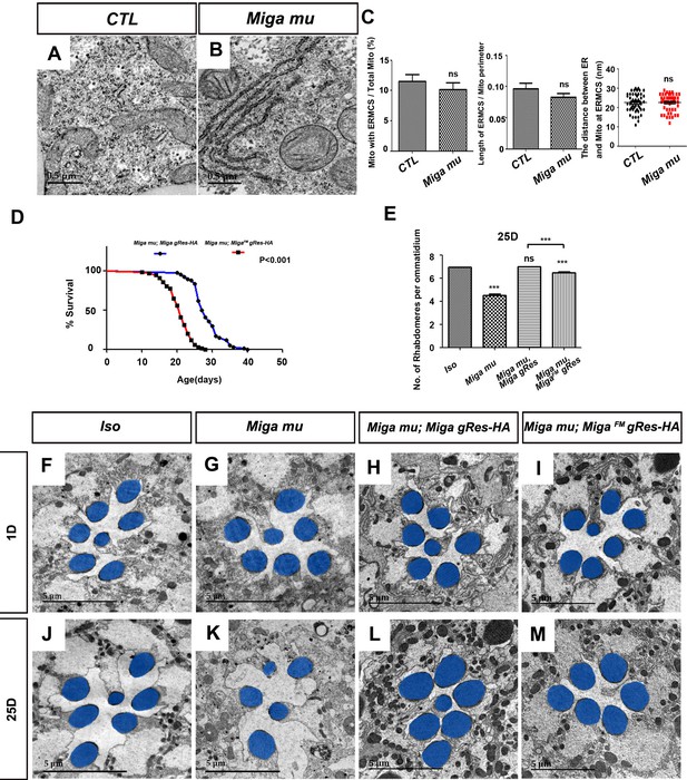 Miga-mediated endoplasmic reticulum–mitochondria contact sites regulate ...