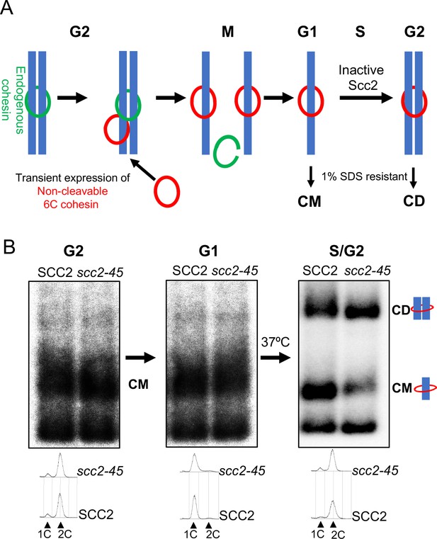 Figures and data in Cohesion is established during DNA replication ... Biology Diagrams