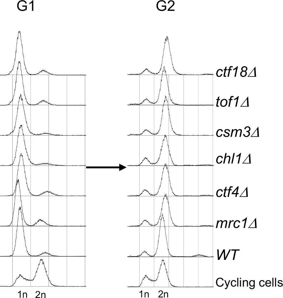 Figures and data in Cohesion is established during DNA replication ... Biology Diagrams