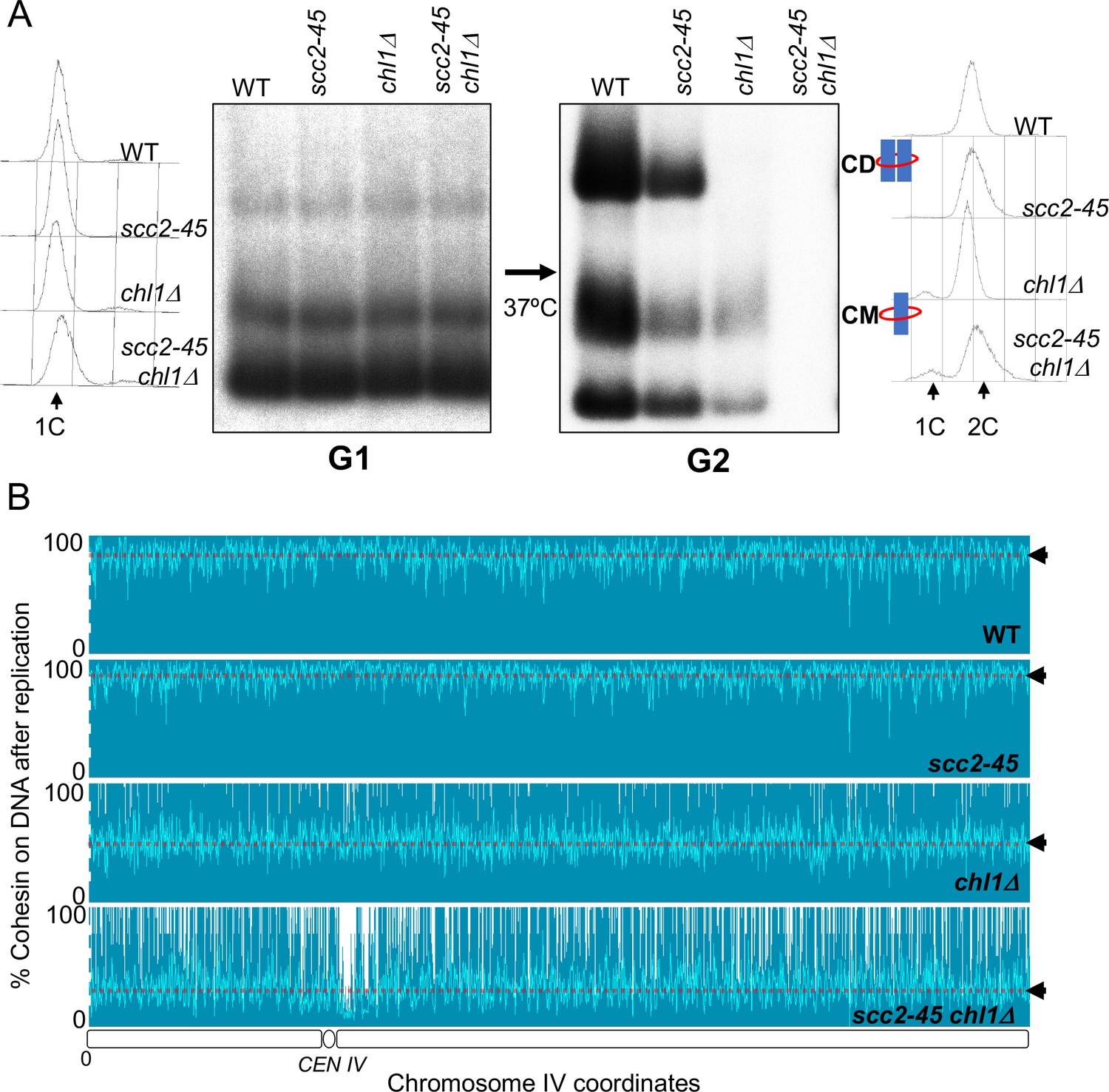 Cohesion is established during DNA replication utilising chromosome ... Biology Diagrams