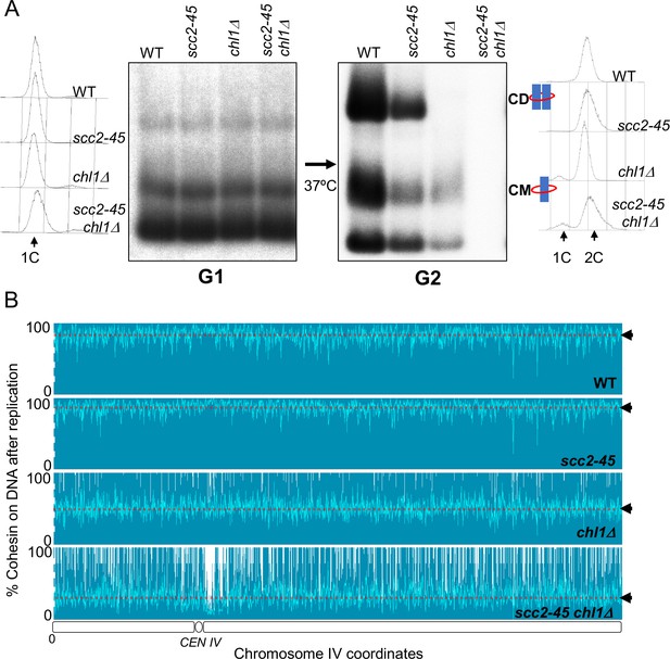 Cohesion is established during DNA replication utilising chromosome ... Biology Diagrams