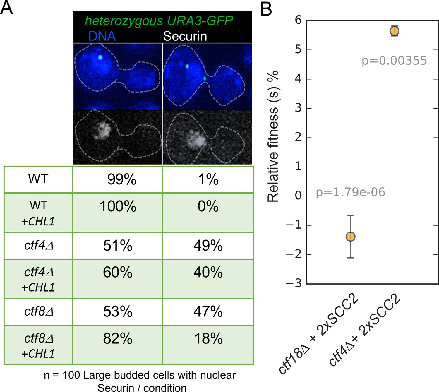 Cohesion is established during DNA replication utilising chromosome Biology Diagrams