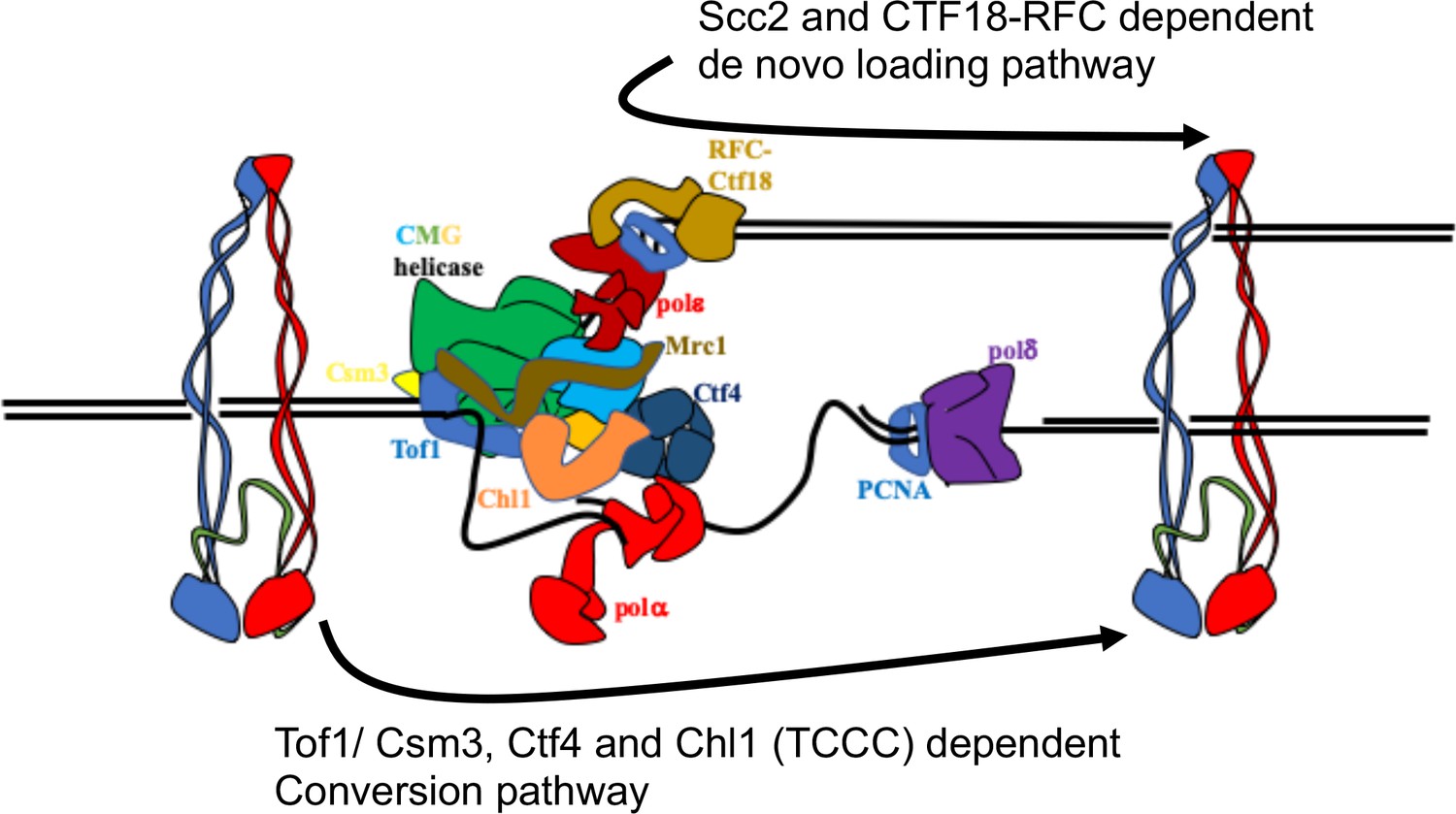 Cohesion is established during DNA replication utilising chromosome ... Biology Diagrams