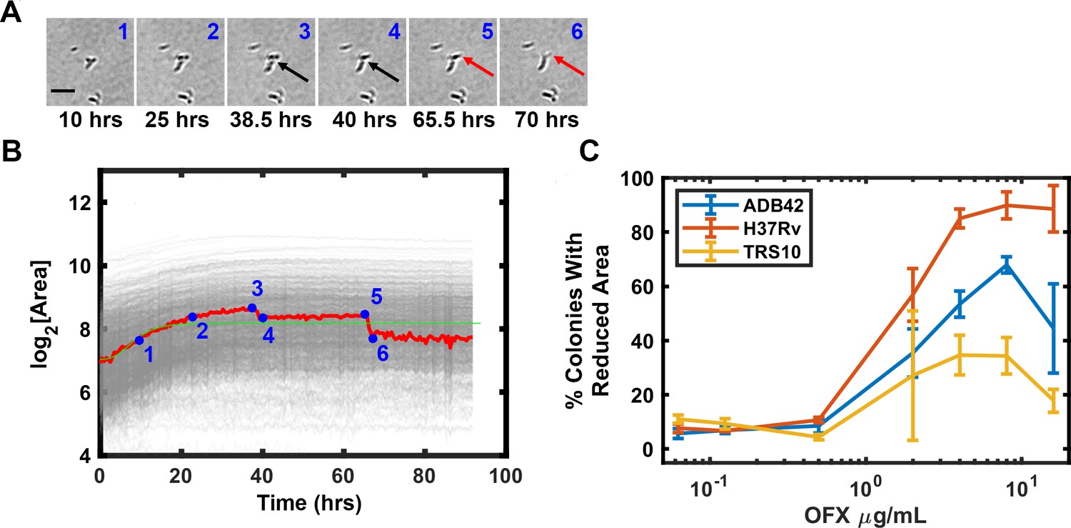 Figures and data in ODELAM, rapid sequence-independent detection of ...