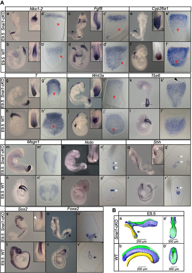 Figures and data in A Tgfbr1/Snai1-dependent developmental module at ...