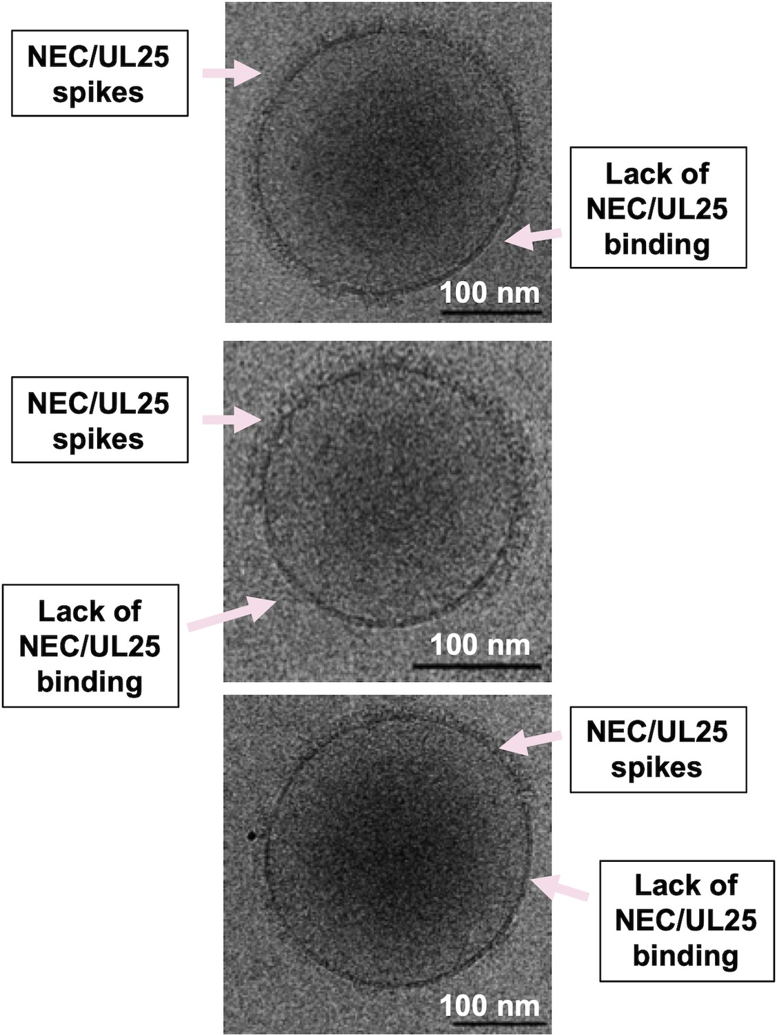 Figures And Data In Structural Basis For Capsid Recruitment And Coat Formation During Hsv 1 9266