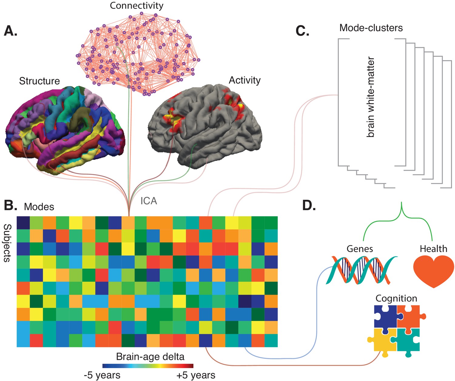 Imaging: The many facets of brain aging | eLife