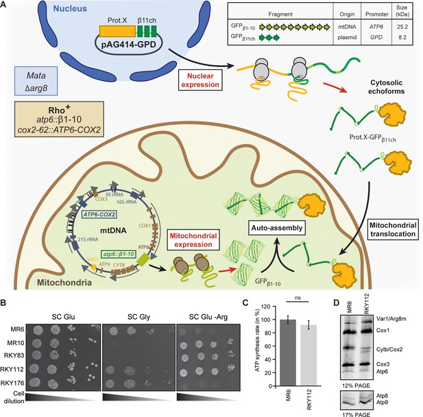 Assigning Mitochondrial Localization Of Dual Localized Proteins Using A