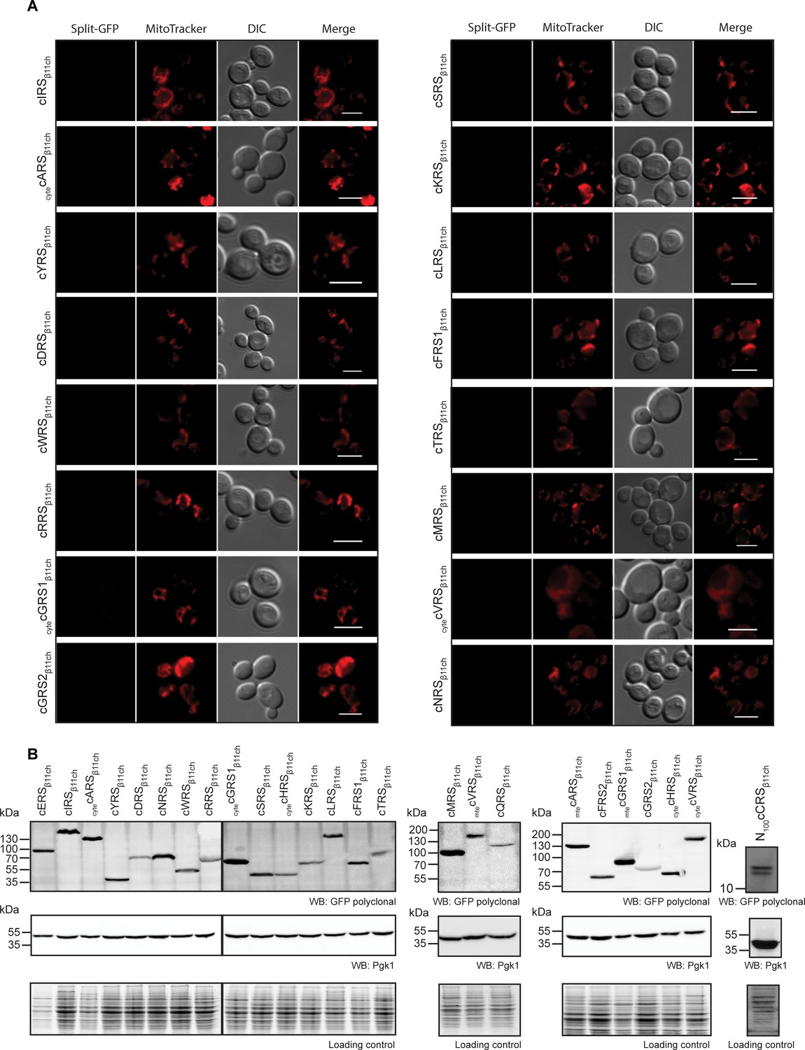 jmol gfp protein databank