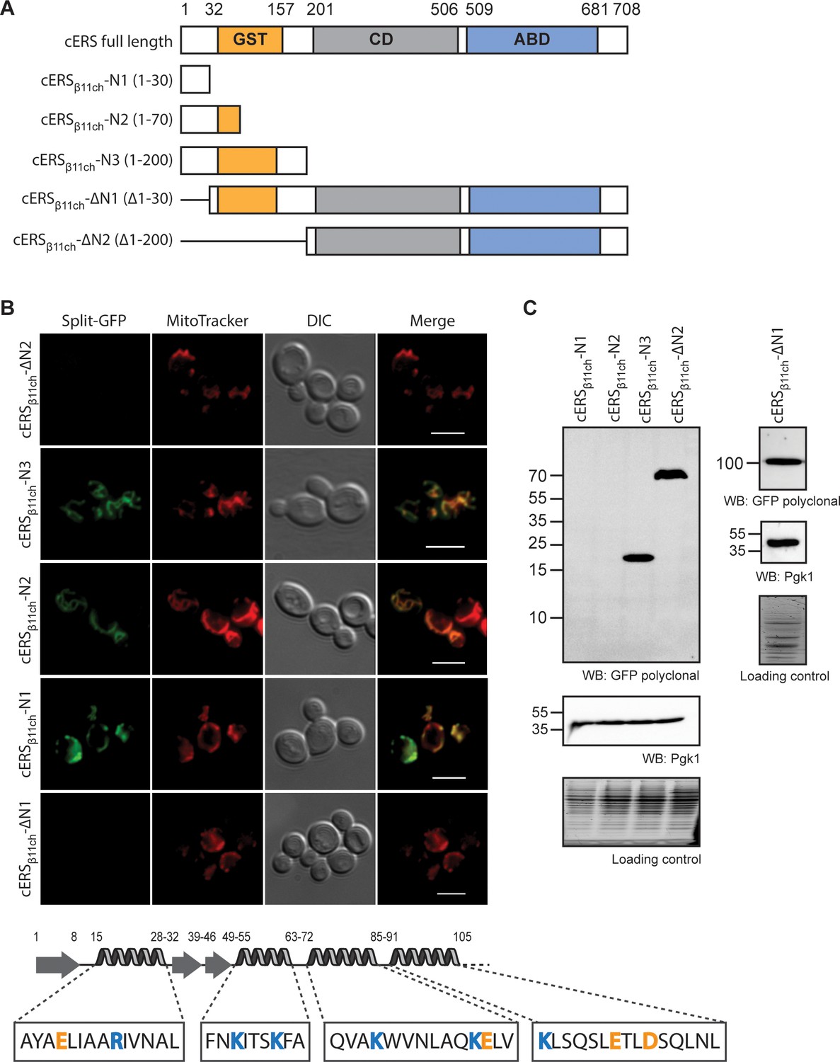 Figures And Data In Assigning Mitochondrial Localization Of Dual