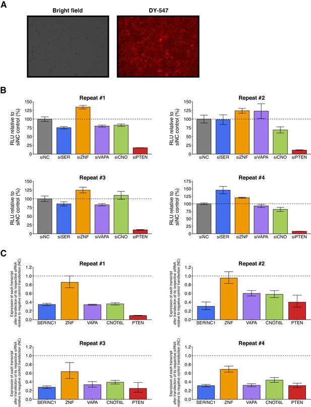 Figures And Data In Replication Study: Coding-independent Regulation Of ...