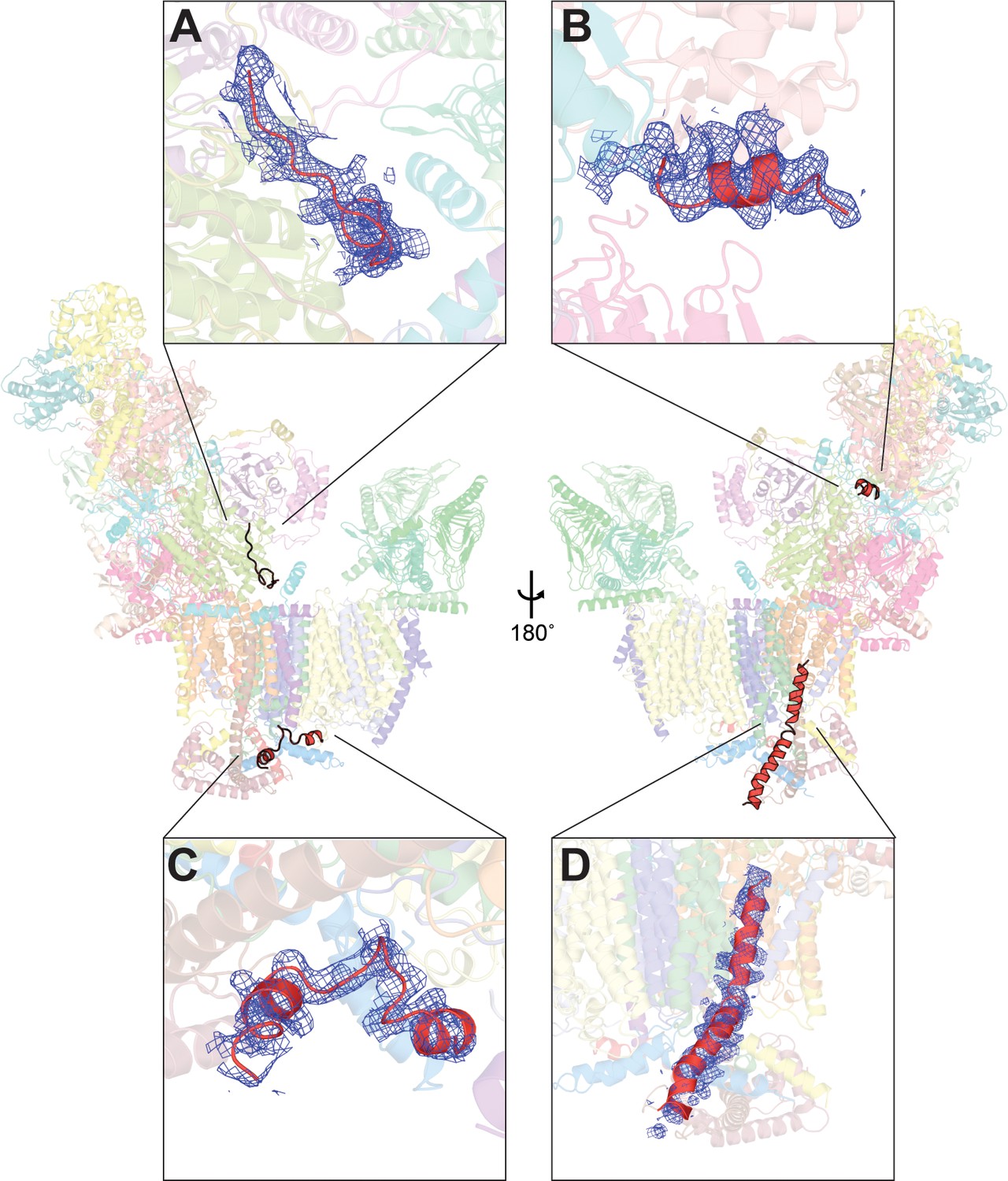 Atomic Structure Of A Mitochondrial Complex I Intermediate From Vascular Plants Elife