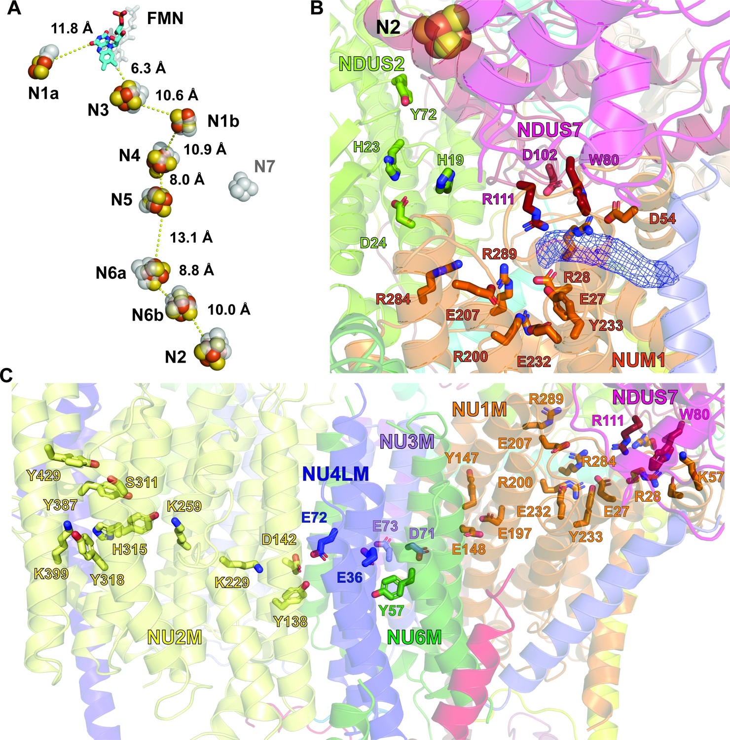 Atomic Structure Of A Mitochondrial Complex I Intermediate From Vascular Plants Elife