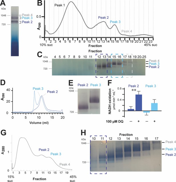 Figures and data in Atomic structure of a mitochondrial complex I ...