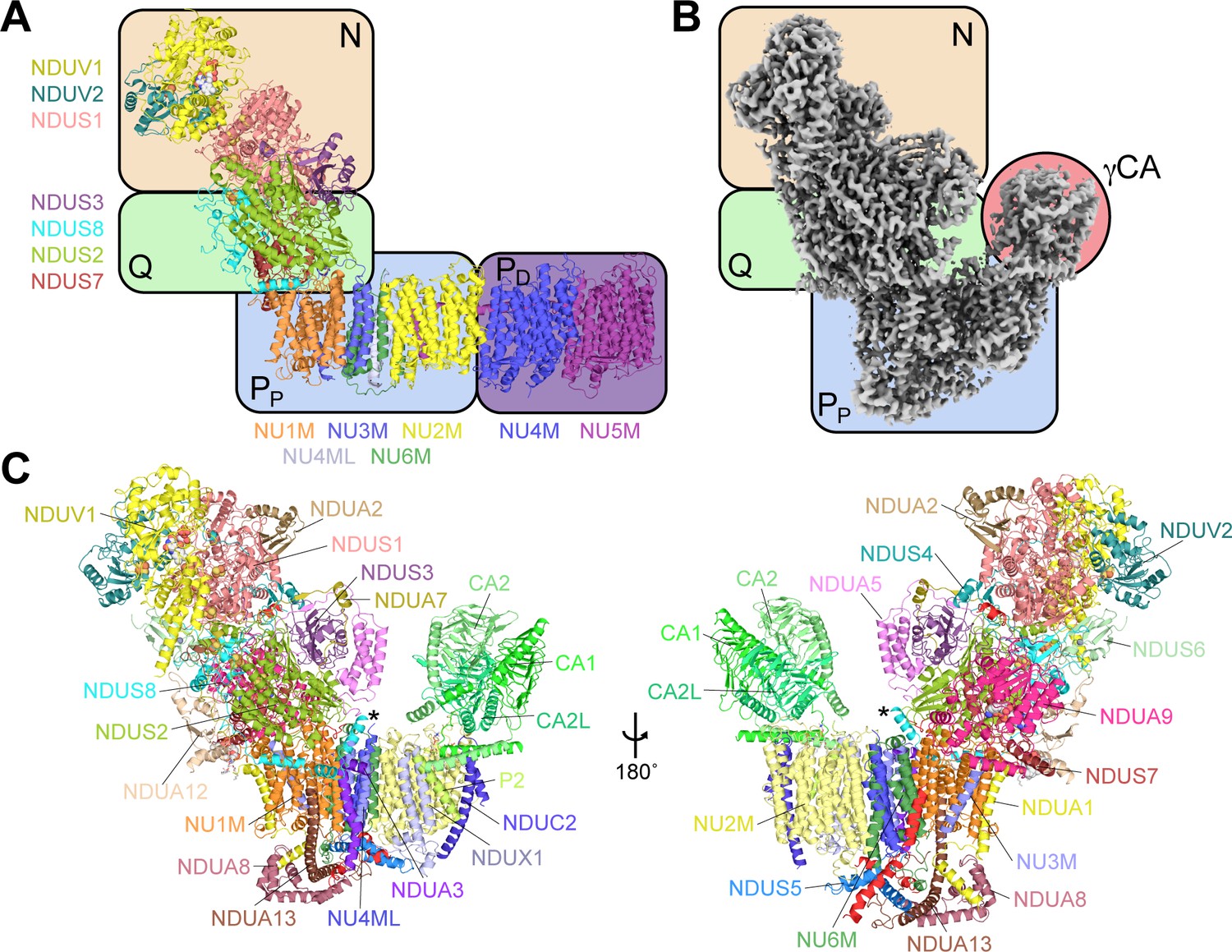 Figures And Data In Atomic Structure Of A Mitochondrial Complex I ...