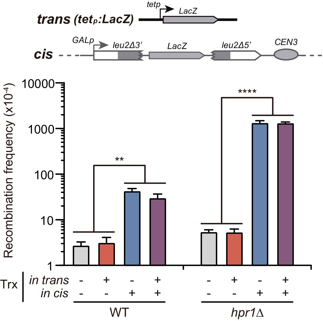 Harmful DNA:RNA hybrids are formed in cis and in a Rad51 ...